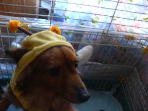 �y���W�����{�s�I�j�R��2008��V�y�b�g_9